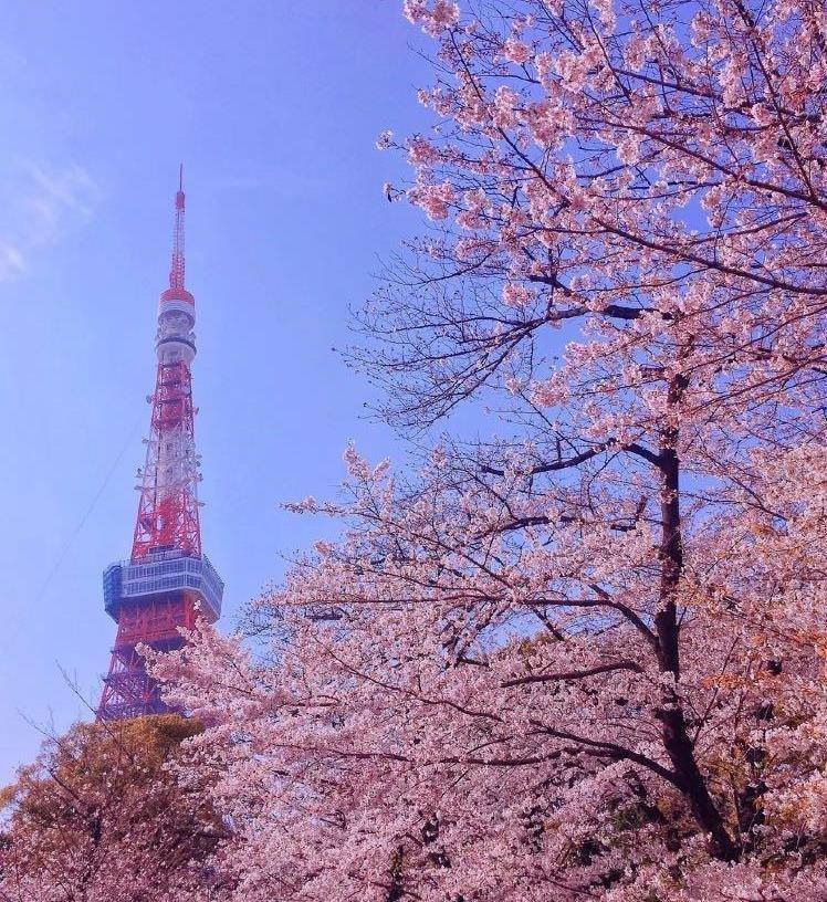 日本最特别的寺庙，樱花与寺庙美景并存！还是最灵验的求子圣地
