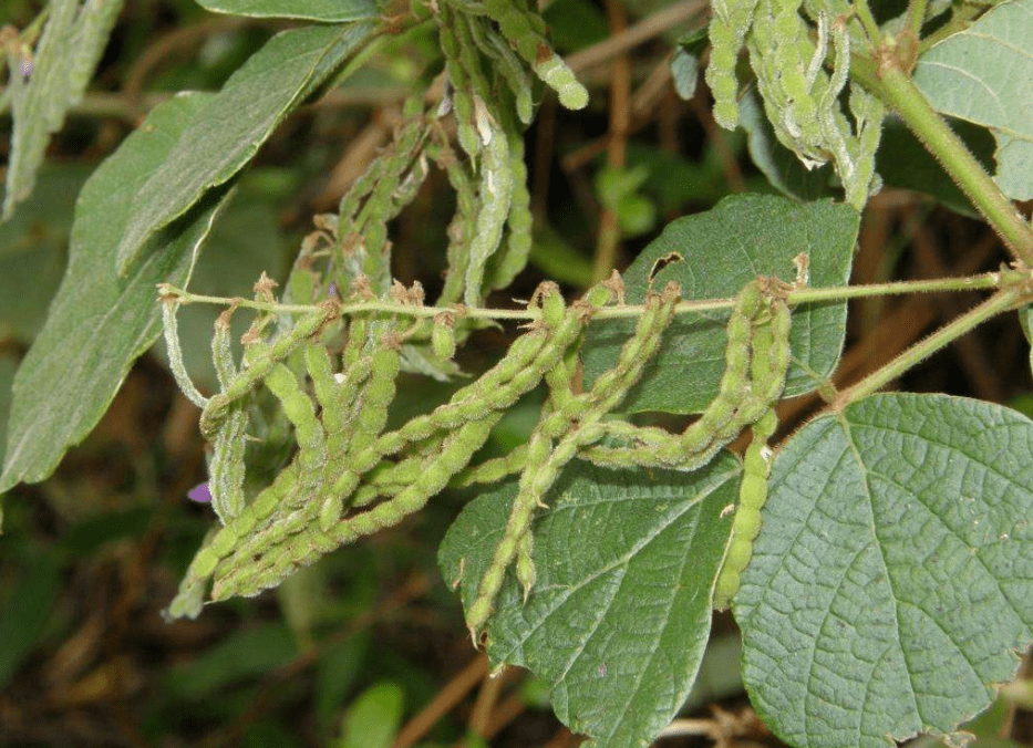 饿蚂蝗在我国分布很广,在长江以南的地区基本都有分布,多生长于海拔