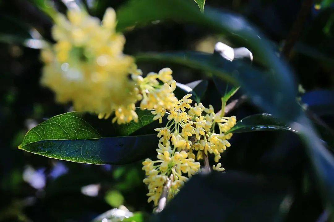 海棠大道东门入口,唐继尧墓周边区域数量超过百株郁郁葱葱间黄色的