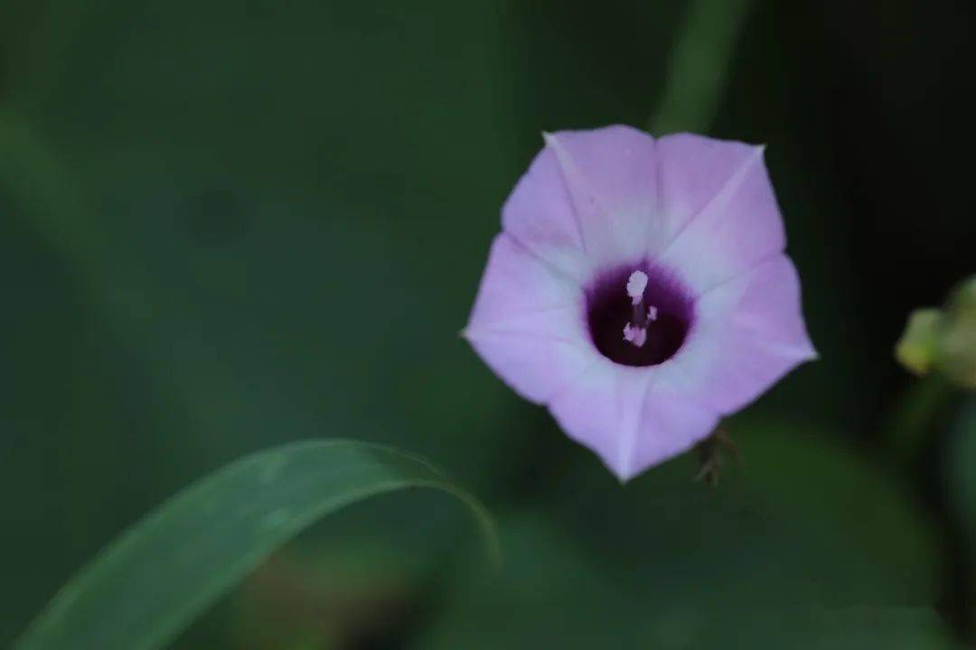 早上出门就看了一朵小野花_花冠_萼片_朵花