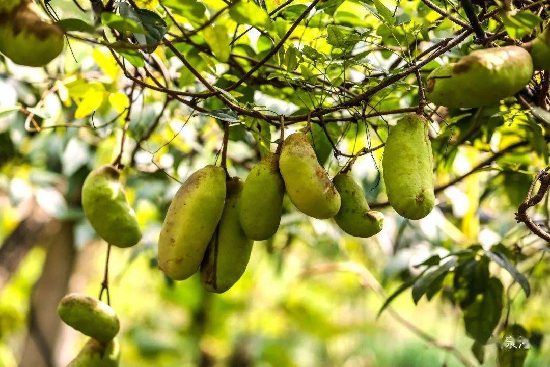 石泉港丨秦岭野果"八月炸"