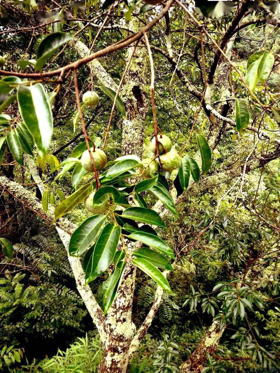 牡露村是世界上存有稀有的野生蒜头果资源区域之一(兰天明摄影)