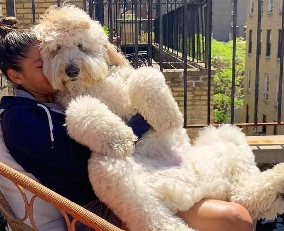 巨型贵宾犬少人养,除了城市禁养外,还离不开这5点原因!