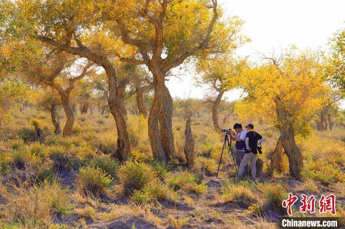 新疆伊吾47.6万亩原始胡杨林进入一年最美的季节