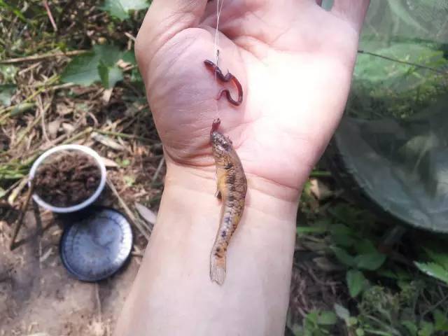 全程图文记录最原生态的一次钓行,用水蜈蚣做钓饵_白条_钓鱼人_钓友