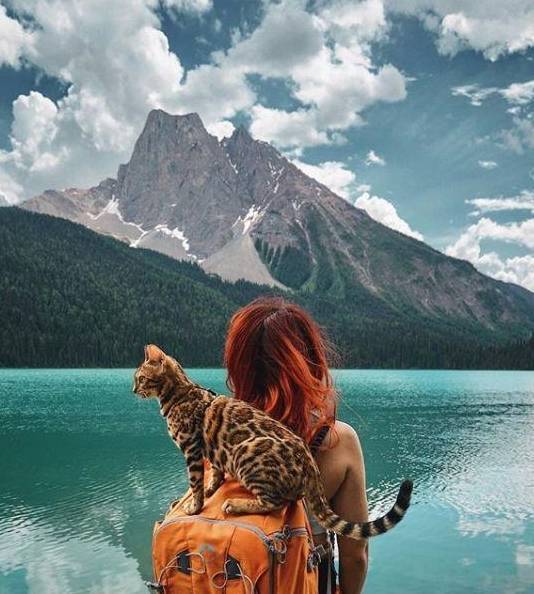 另类博主带猫环游世界_suki_marti_主人