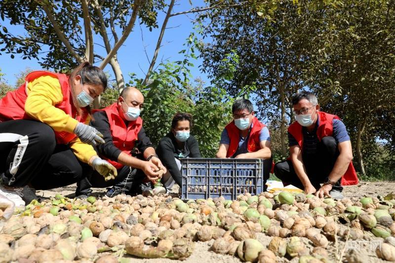 工作队得知情况后,立即组织党员志愿服务队帮助她采收核桃.