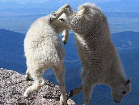 世界最奇特山羊：能飞檐走壁，一生从不下悬崖！
