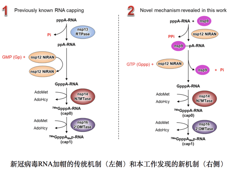 中国科学家在新冠病毒中发现RNA加帽新机制 相应提出药物研发新思路