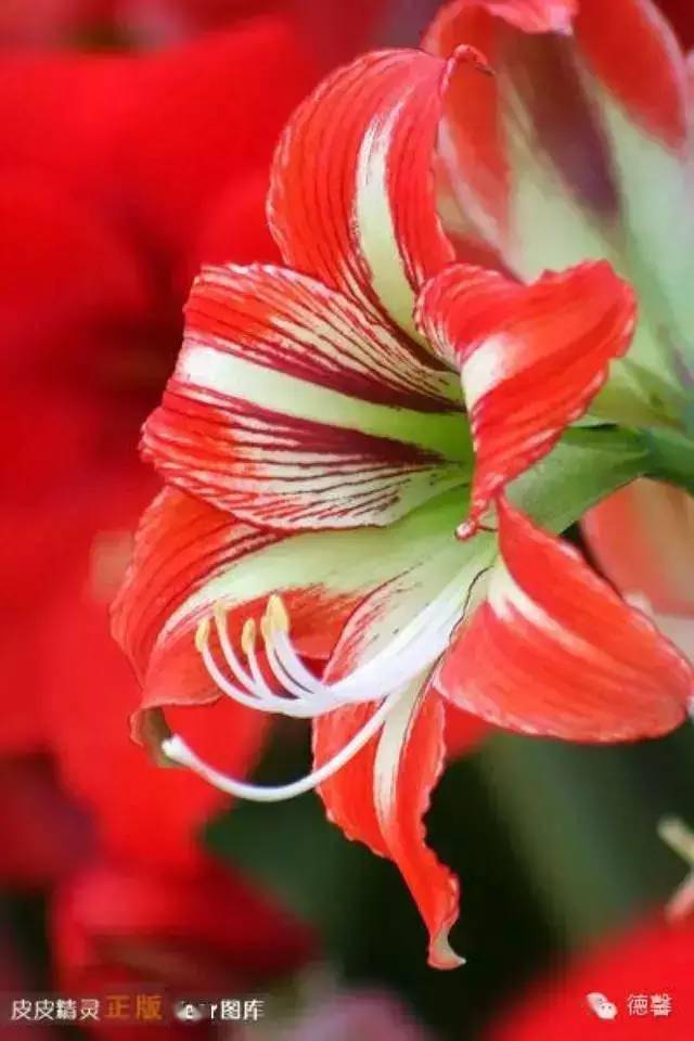 困其中,也无人能伸出援手,唯有自己从中走出来,像重生的燕尾蝶般决绝