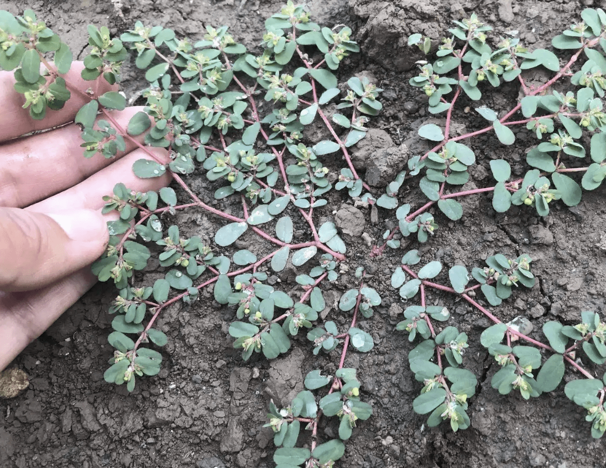 玉米田里有1种"红莲草",如今是中药草,一年可采收2次,珍贵