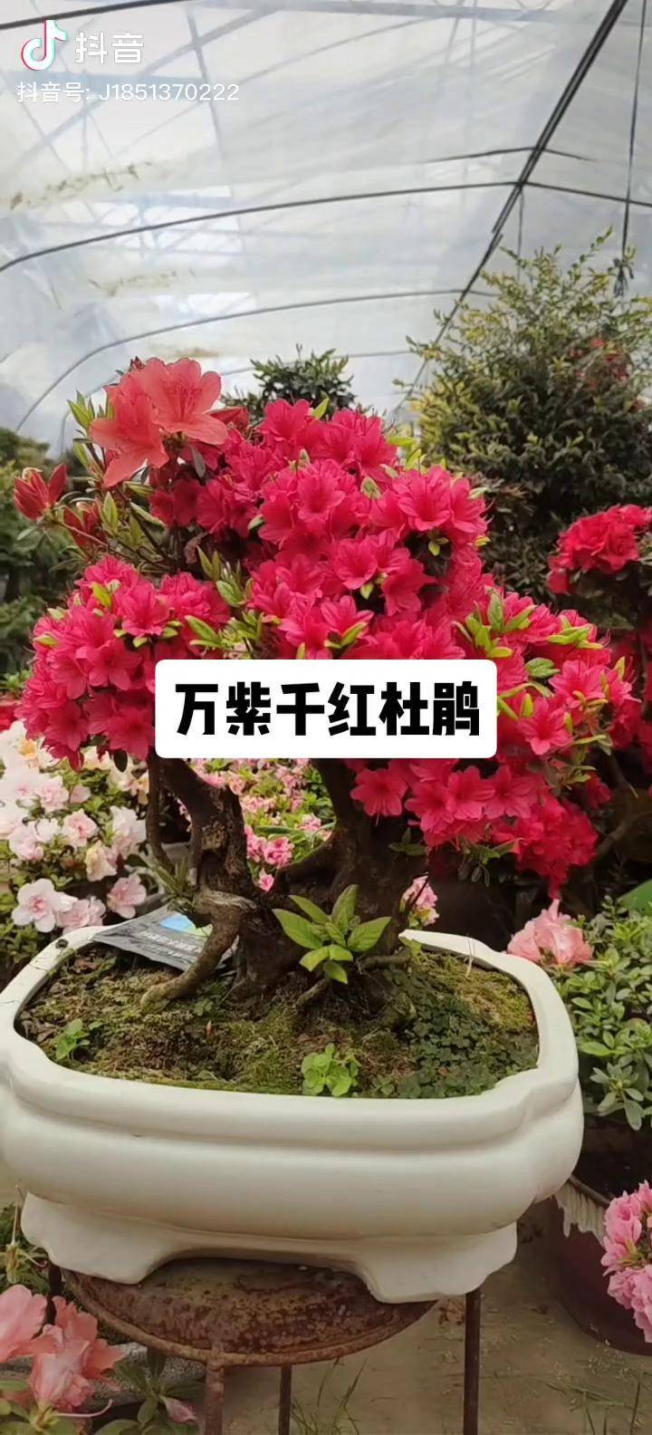 别墅庭院植物 室内绿植 万紫千红杜鹃 盆栽绿植