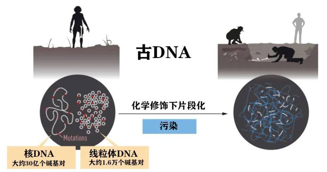 用高中生物学解读：2022年诺贝尔生理学或医学奖_尼安德特_研究_人类