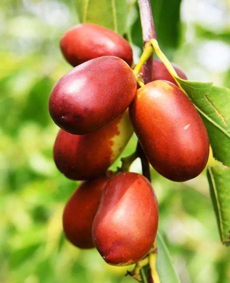 临洮这个地方的枣儿熟了!儿时的味道你还记得吗_红旗乡_枣子_枣树