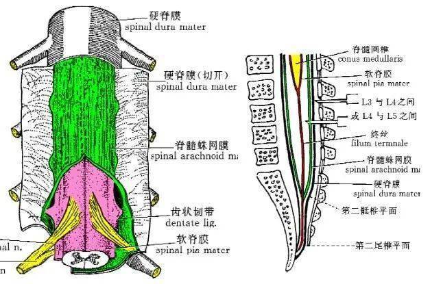 分娩镇痛并发症之硬脊膜穿破后头痛(pdph)_症状_硬膜外_患者