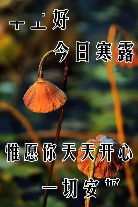 寒露节气问候语图片图片