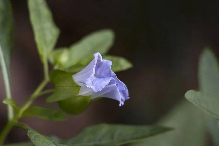 油麻藤)雞矢藤垂盆草半邊蓮敗醬(孟菜)草木犀八角楓白接骨白英風輪菜