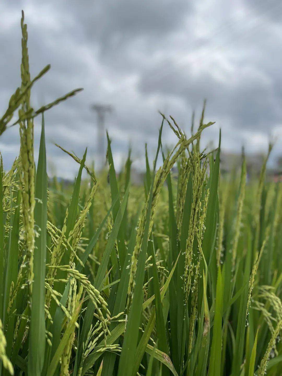 兴业的水稻抽穗扬花了,青翠葱茏,特别好看~_阶段_在职_大专
