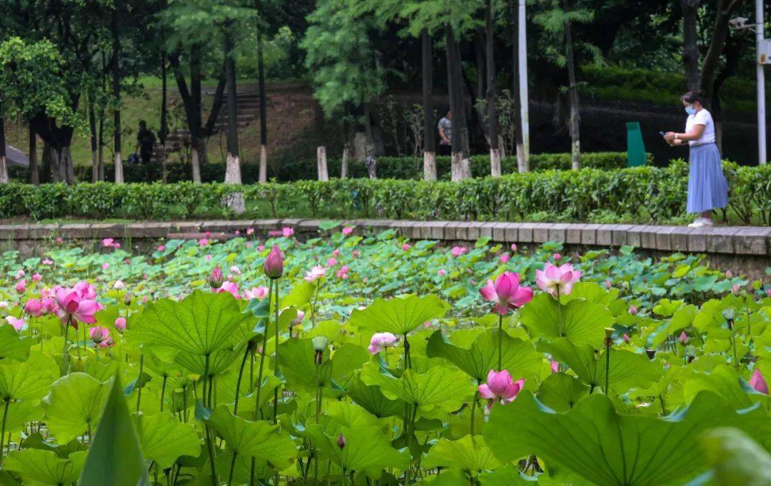 花影摇曳荷花次第开放雨后的鸳鸯池公园又是一年赏荷季荷花开,蝉鸣起