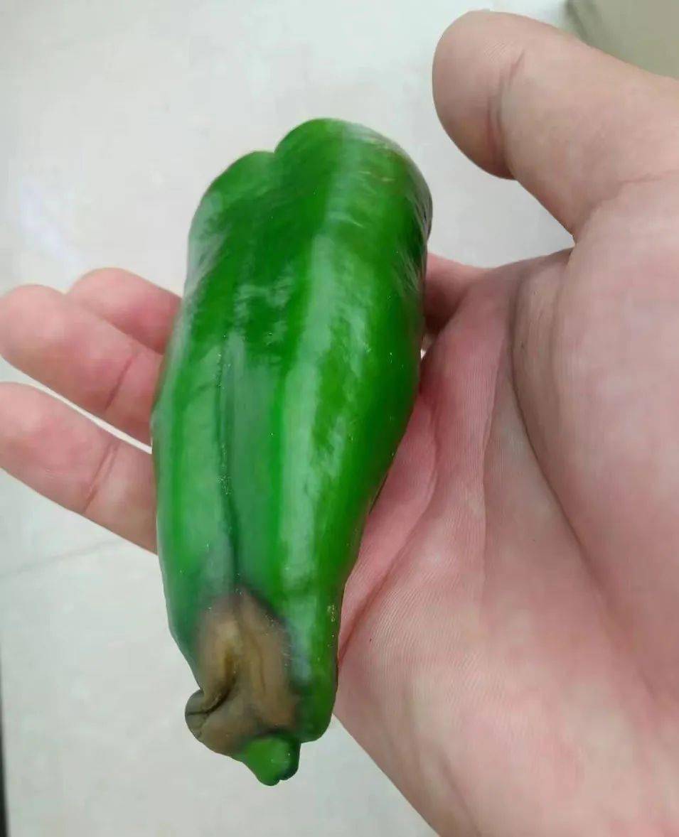 辣椒丨烂果发生原因及其预防_标准化_补充_方案