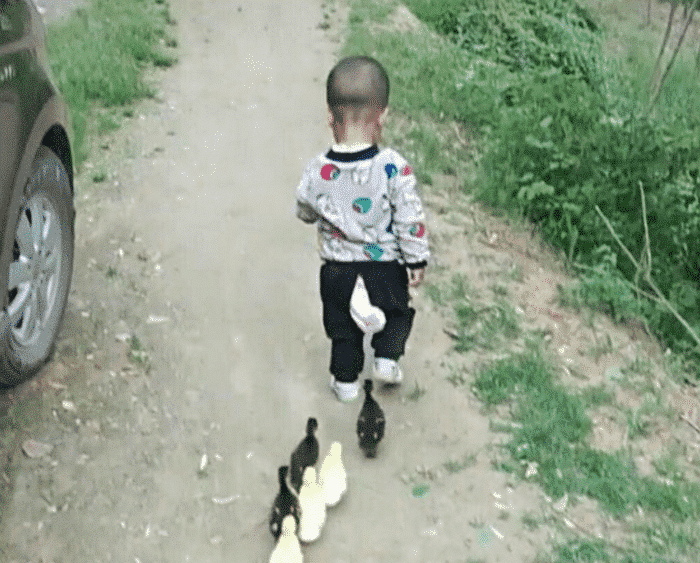 3岁儿子吃完饭说要带鸭子去散步，妈妈跟过去一瞧，笑得合不拢嘴