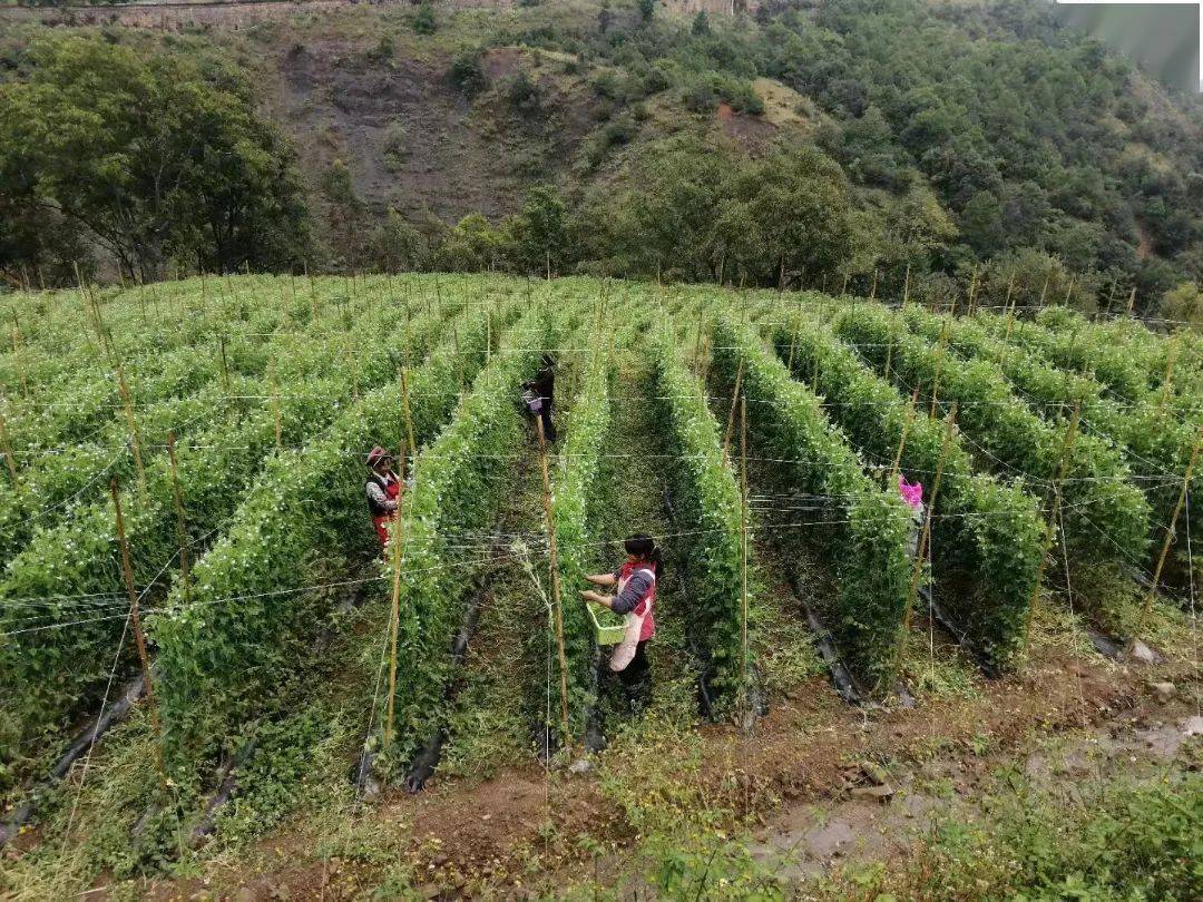 非凡十年丨奋斗展新颜,且看金墩十年变化_发展_金墩乡_文化