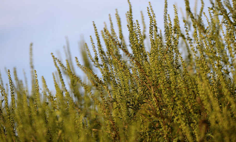 原来秋季这些症状的元凶竟然是._花粉_人群_浓度