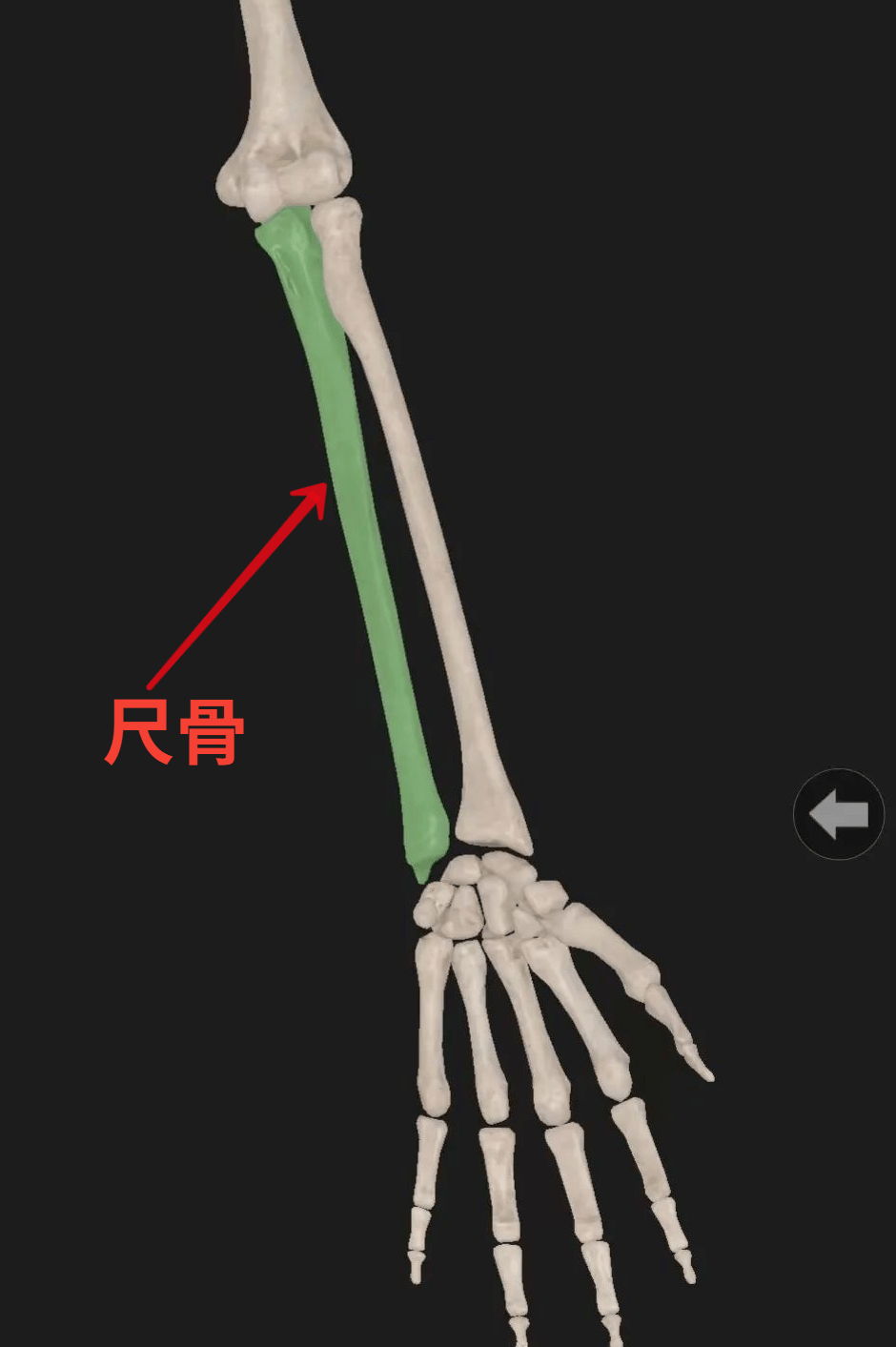 举个例子——以尺骨为例(图源:soogif)骺板是小儿骨骼发育唯一特征