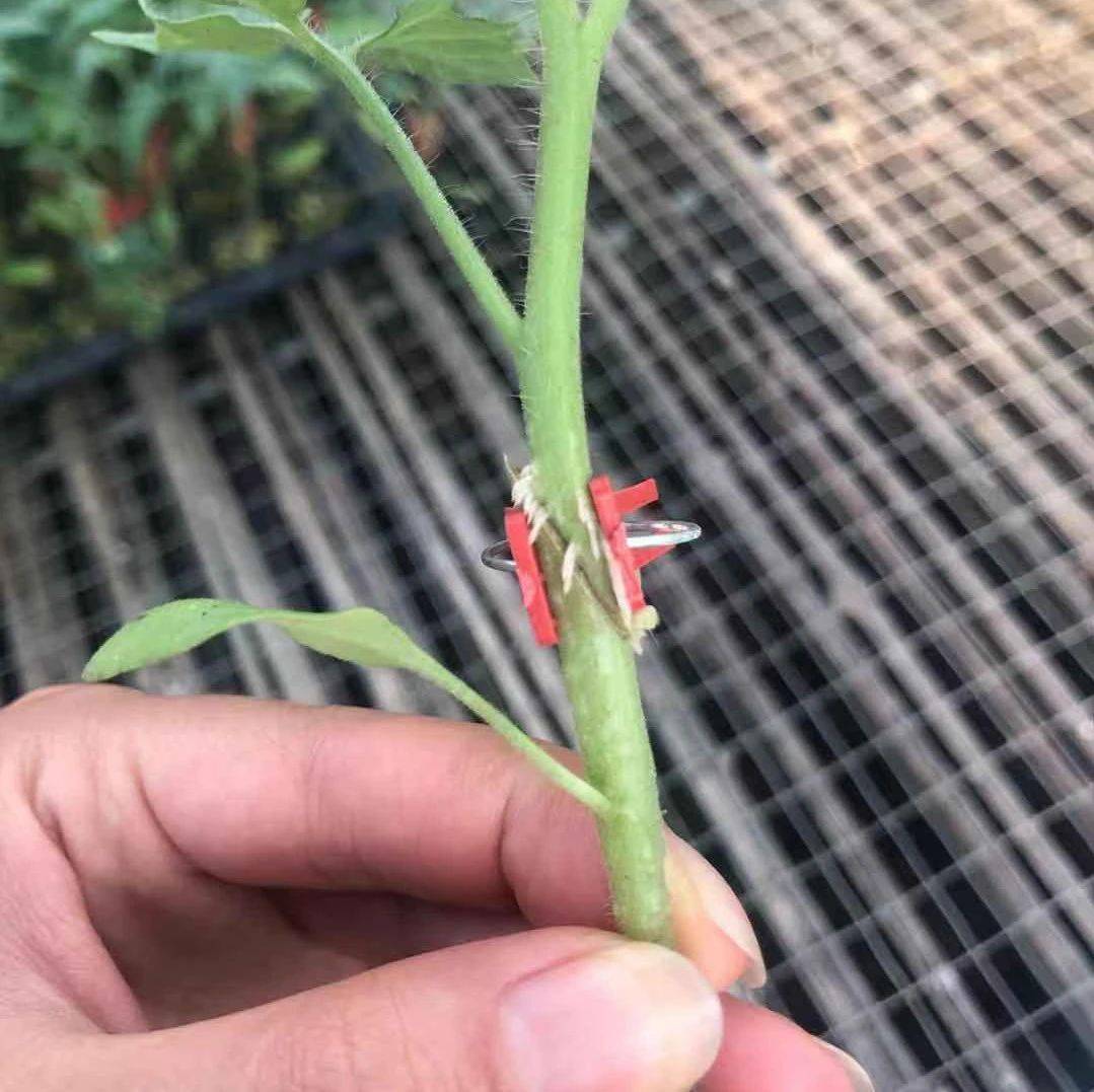 好好的嫁接苗，为啥“憋”出了气生根？_砧木_接穗_湿度