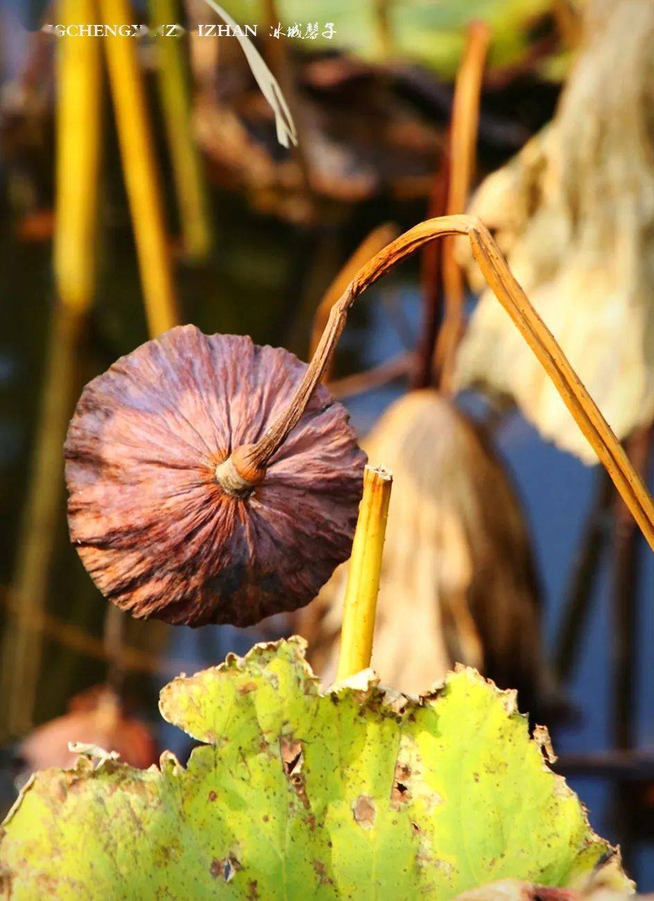 残荷秋梦,半是萧条半是诗_冰城_生命_荷花
