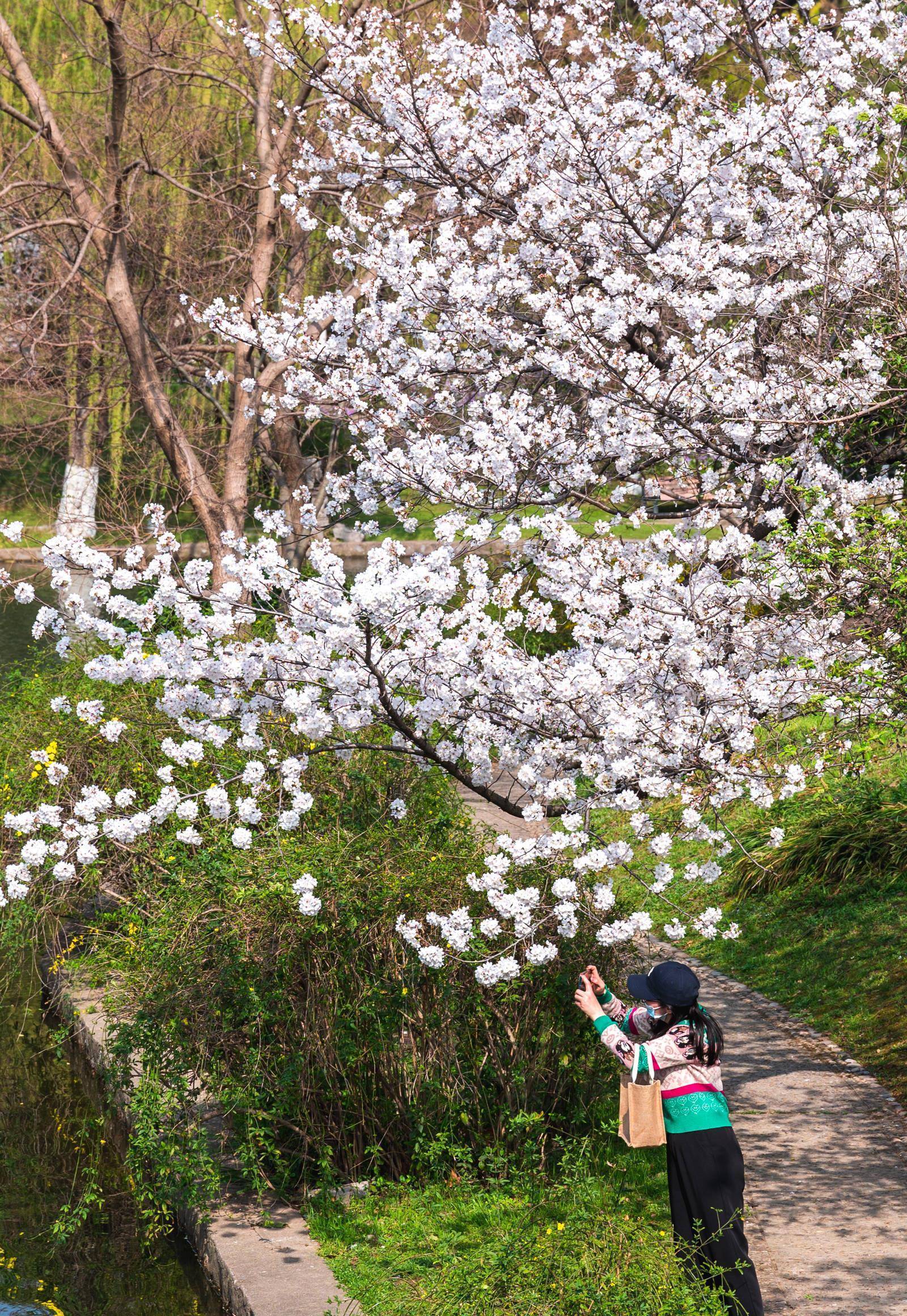 南京有一座“樱洲花海”，此时已到樱花盛放期，烂漫樱花梦回金陵