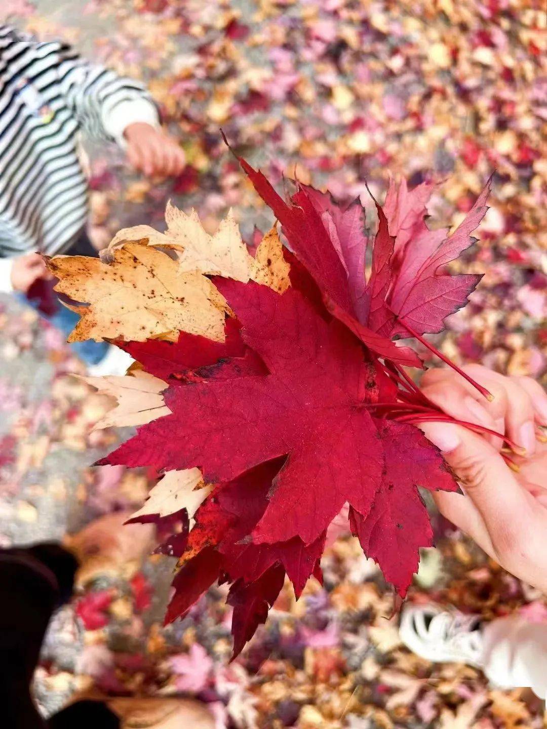 枫叶林_大自然_长廊