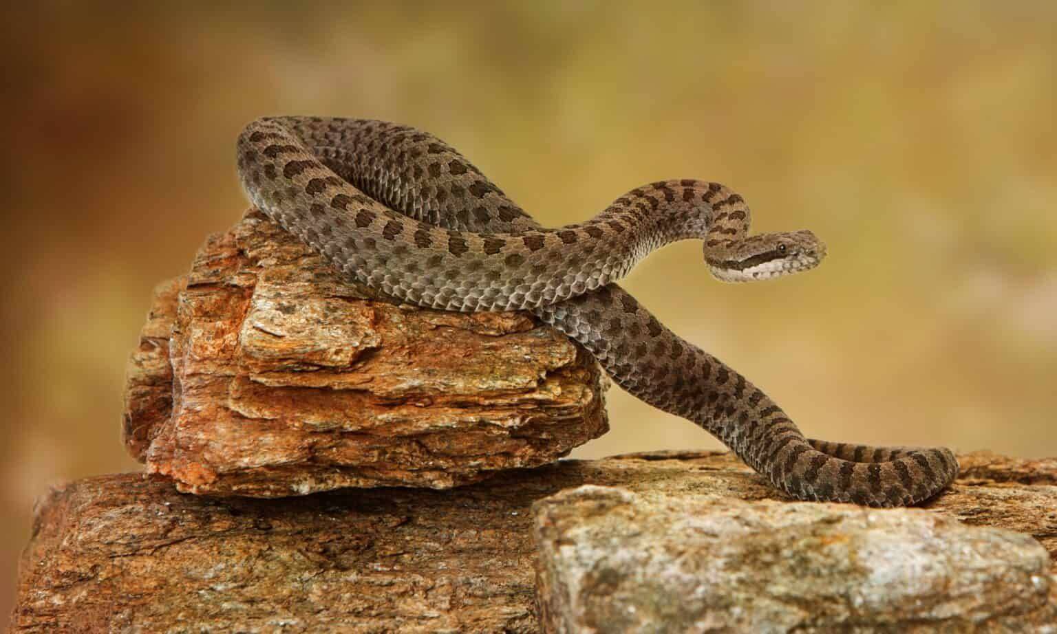 这些带斑点的蛇实在太漂亮了,盘点18种带斑点的蛇_生活_身体_snake