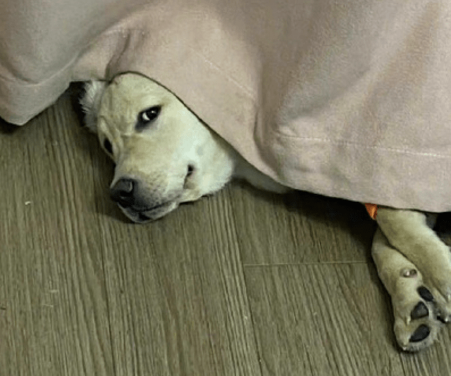 天气变冷还没给狗换窝,它用盖窗帘来暗示主人,这眼神太好笑了!