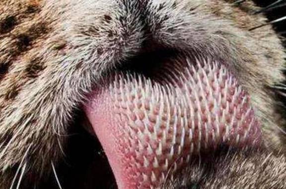 这些"倒刺"跟人类舌头上软软的舌乳头不一样的是.