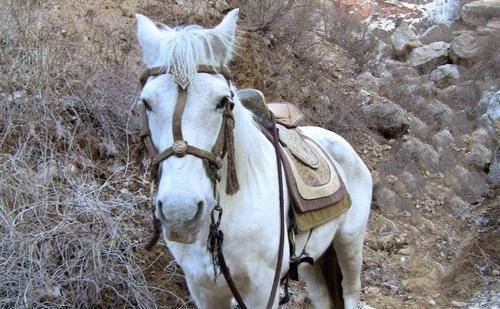 1997年白龙马惨死山洞,杨洁泪目,尸骨无存的背后是人性的丑恶_西游记