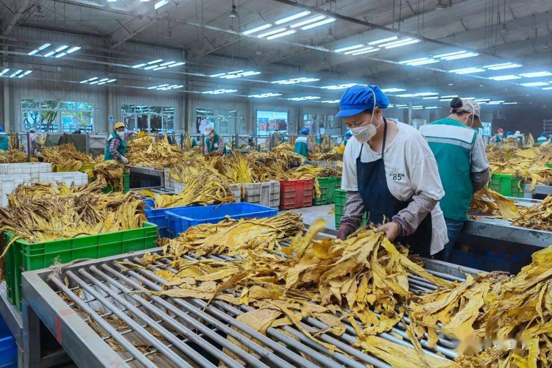 会理复烤厂全力抓好安全生产工作_烟叶_加工_各项措施