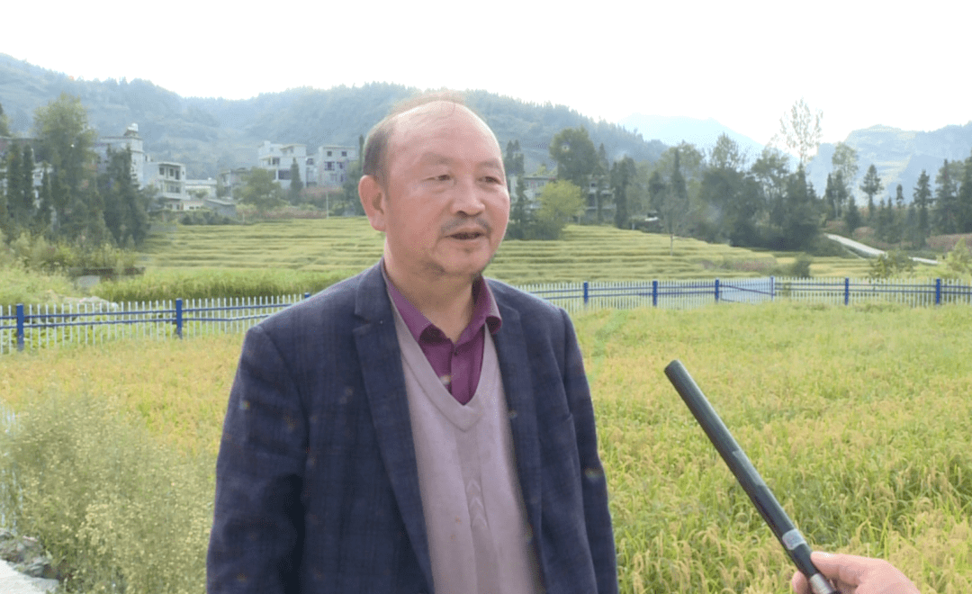 镇雄:机械化按下"快进键" 奏响稻谷丰收曲_种植_玉田村_竹丫