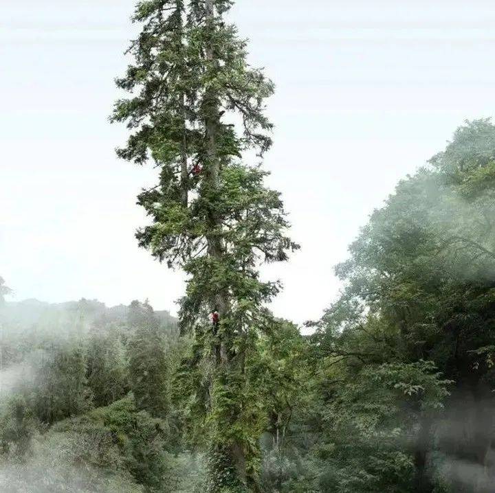 “中国第一高树”,它身高,我量的_济南_时报_黄河