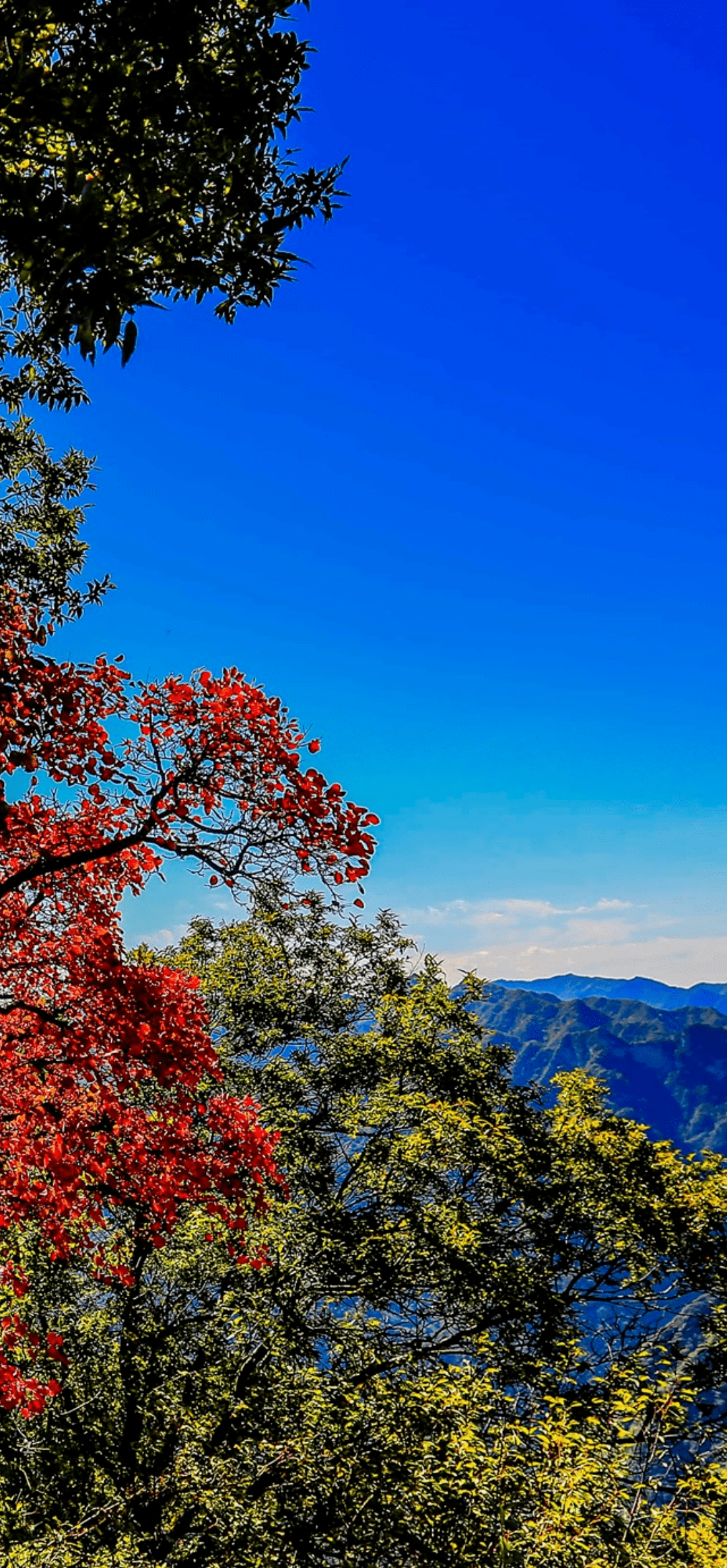 手机私藏浪漫秋日?换个壁纸瞧瞧