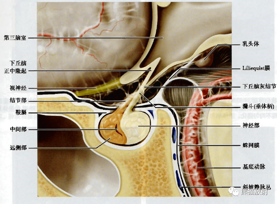 正常垂体mri解剖图图片