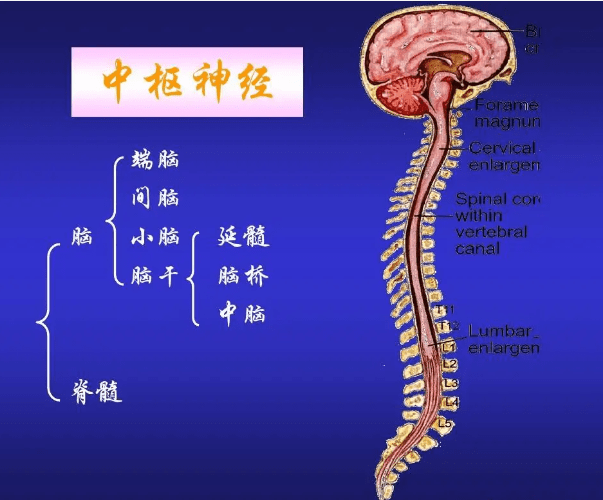 神经源性膀胱的病因是什么?