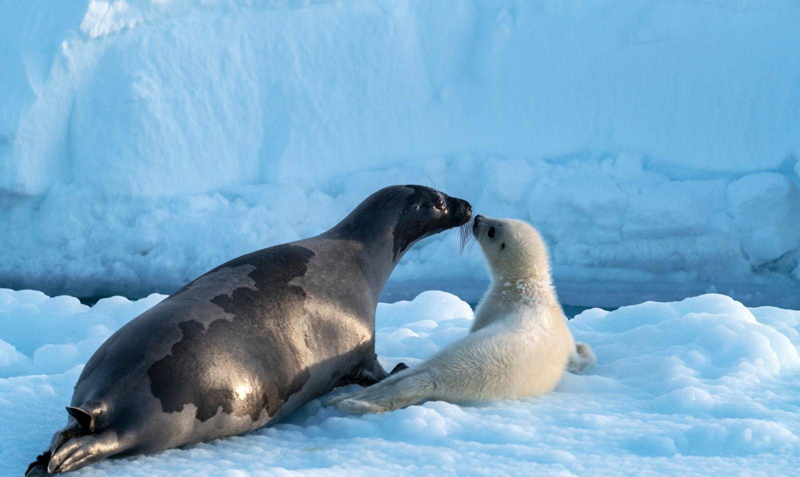 之前荣获了4项艾美奖的bbc巨制纪录片《冰冻星球》,睽违11年推出全新