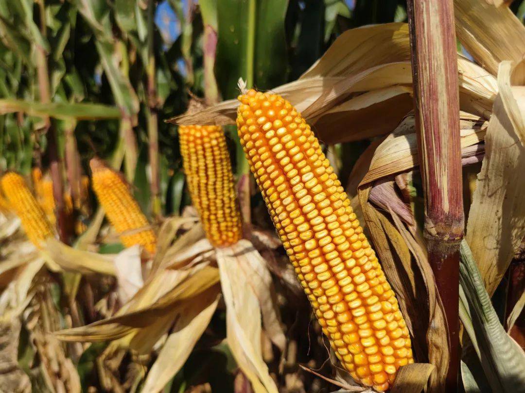 农华221虞城县深秋霸气迎丰收!_种植_籽粒_品种