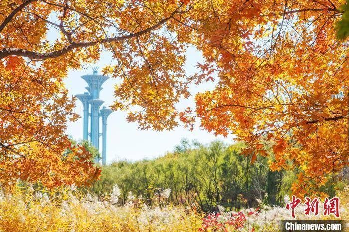 京城彩叶十月中下旬进入最佳观赏期 全市推出20个赏红片区