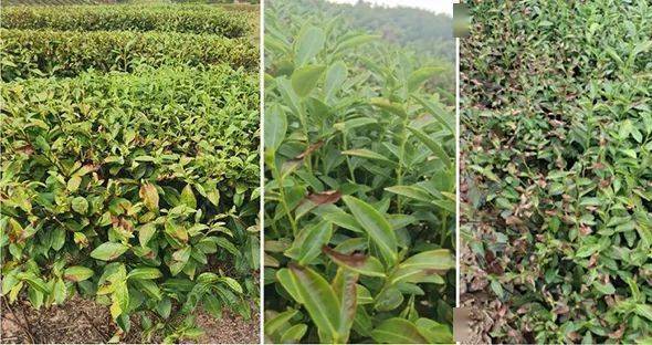 农村种植业致富项目推荐意见(致富经创业项目 农村 种植业)