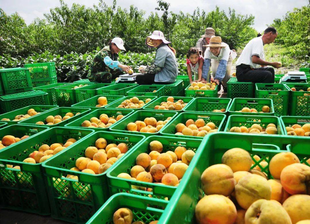 上海崇明区:昔日知青农场 今日生态小镇_新海_青年_家园