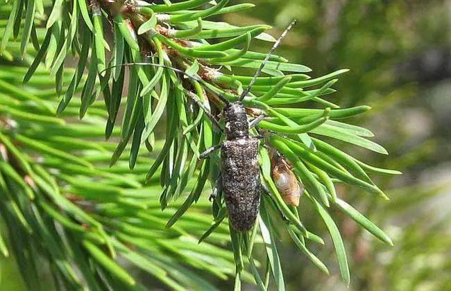 松材线虫病防治小知识 快快学起来_松树_天牛_松墨