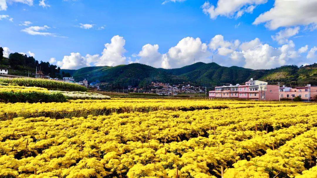 玉露凝霜,秋意渐浓,在易门县小街乡,正是金风染菊黄,浓香满地金的时节