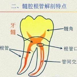 超实用的口腔临床根管口探查术_预备_工作_解剖